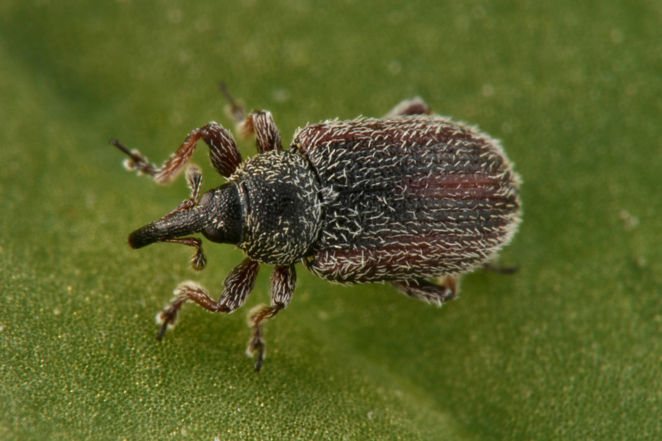 Gymnetron sp?   Sì,  Gymnetron rostellum